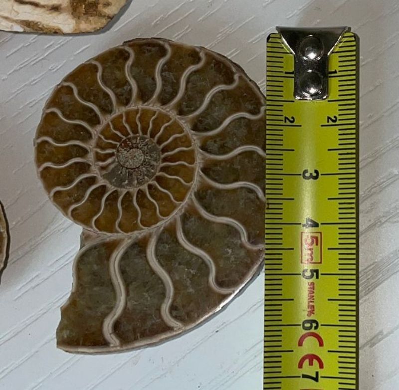 Identificazione ammoniti